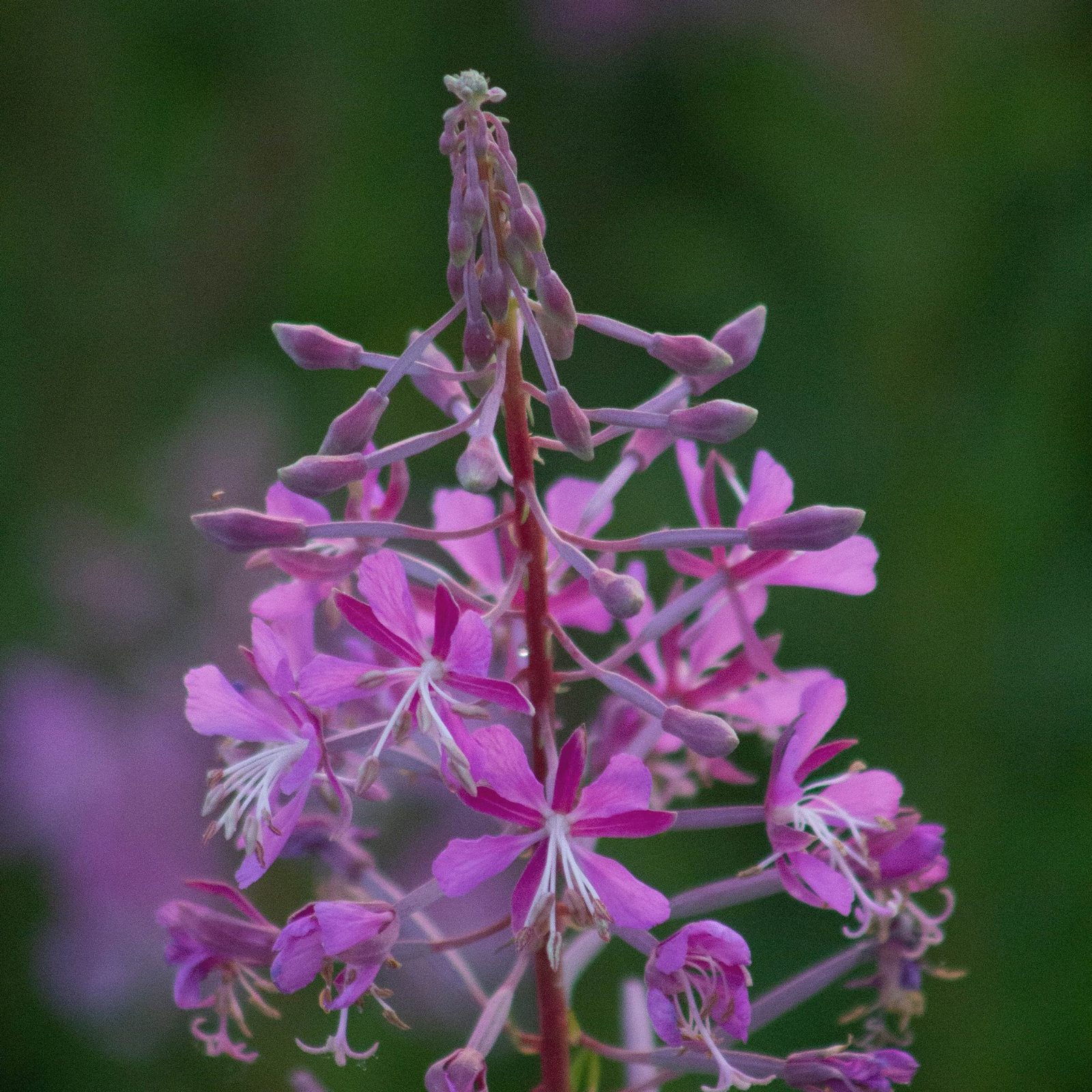 46366 Освежающий гель для интимной гигиены Feminelle. Лимитированный выпуск